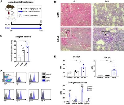 Disruption of Tfh:B Cell Interactions Prevents Antibody-Mediated Rejection in a Kidney Transplant Model in Rats: Impact of Calcineurin Inhibitor Dose